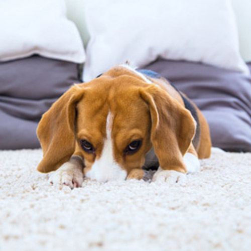 Pets Carpet Suppliers in Dominican Republic